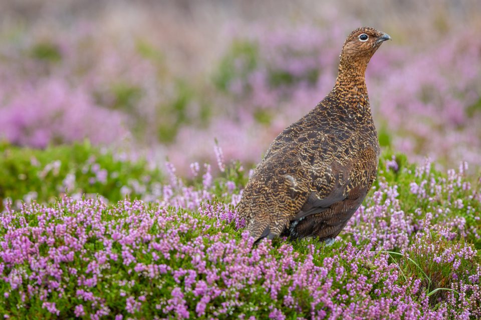 Red Grouse (Lagopus lagopus) in natural habitat of heather, grasses and reeds on Grouse Moor.  Horizontal