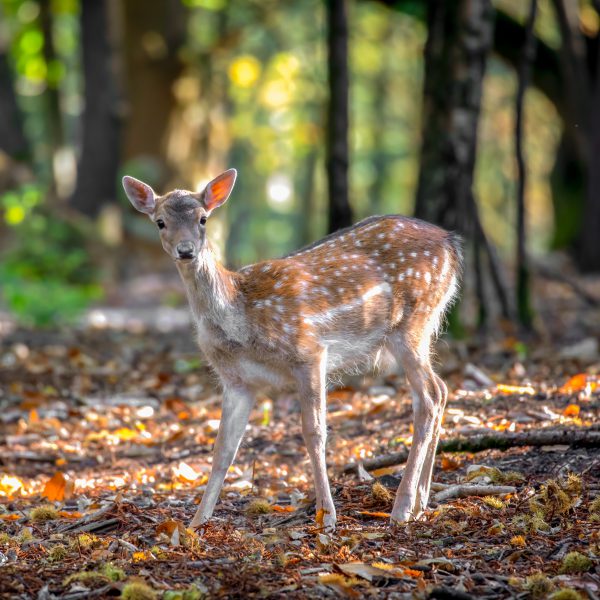 Young Fallow Deer looks towards camera in the forest
