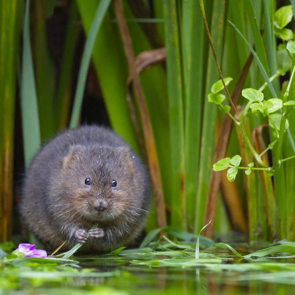 Water vole Arvicola amphibius, adult feeding at the edge of a pond, Kent, England, UK, October